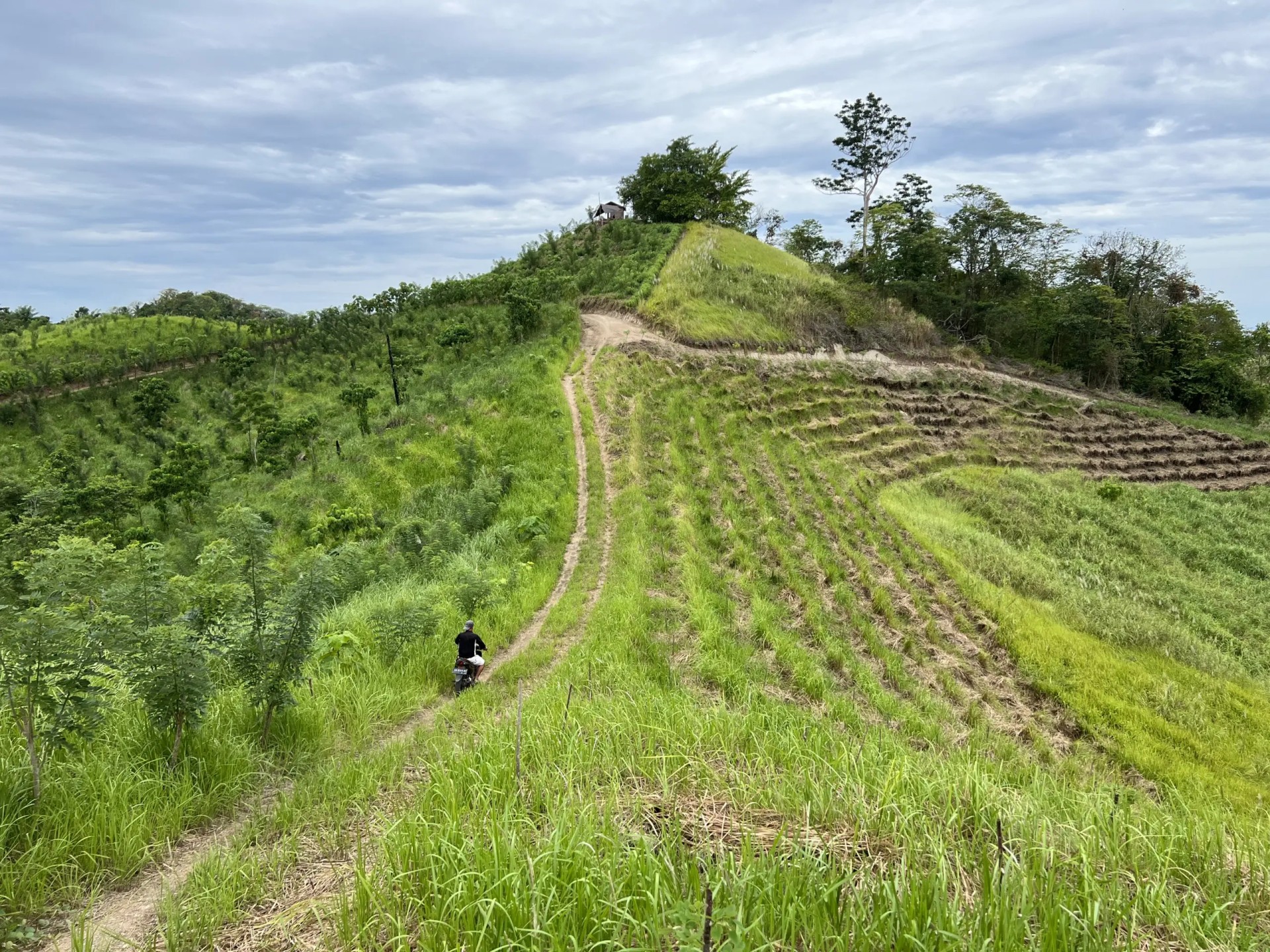 Bossen op Indonesië